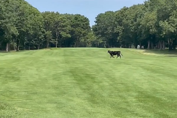 Wayward Cow on Golf Course